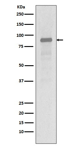 Anti-Hsp90 alpha HSP90AA1 Rabbit Monoclonal Antibody Boster Bio