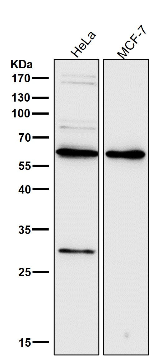 Anti-PDCD4 Rabbit Monoclonal Antibody Boster Bio