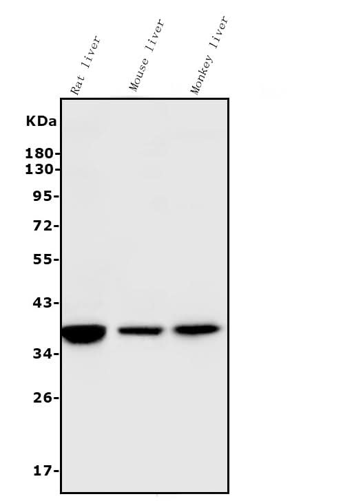 Anti-liver Arginase/ARG1 Antibody Picoband® (monoclonal, 2B12 Boster Bio