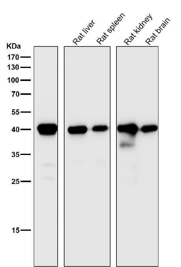 Anti-CD40L CD40LG Rabbit Monoclonal Antibody Boster Bio
