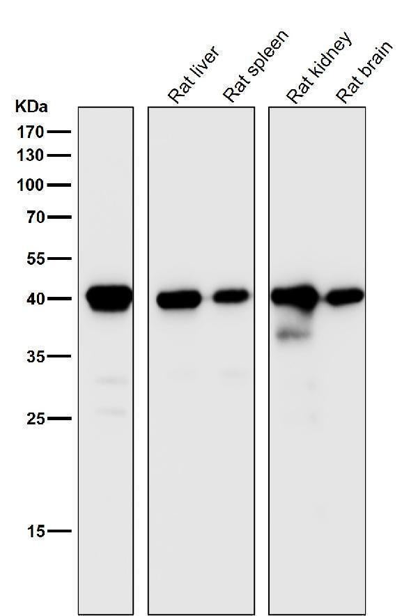 Anti-CD40L CD40LG Rabbit Monoclonal Antibody Boster Bio