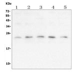 Anti-mtTFA TFAM Antibody Picoband® (monoclonal, 4D9 Boster Bio