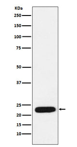 Anti-mtTFA Rabbit Monoclonal Antibody Boster Bio