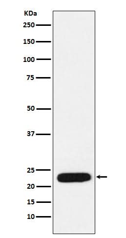 Anti-mtTFA Rabbit Monoclonal Antibody Boster Bio