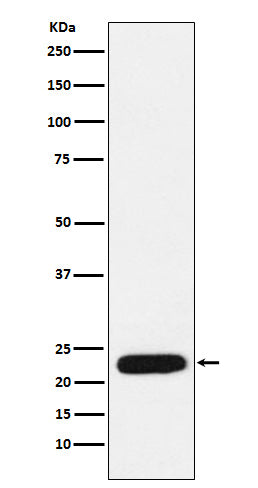 Anti-mtTFA Rabbit Monoclonal Antibody Boster Bio