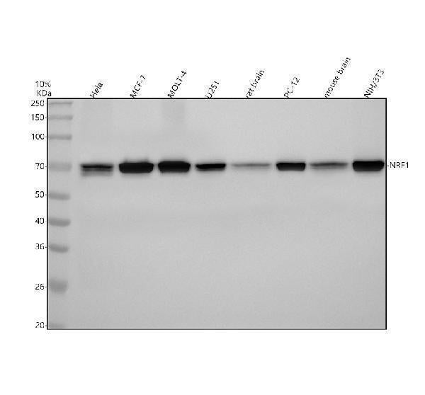 Anti-NRF1 Rabbit Monoclonal Antibody Boster Bio