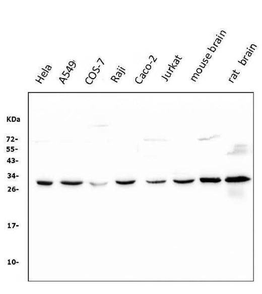 Anti-14-3-3 zeta/delta/YWHAZ Antibody Picoband® (monoclonal, 6H7 Boster Bio