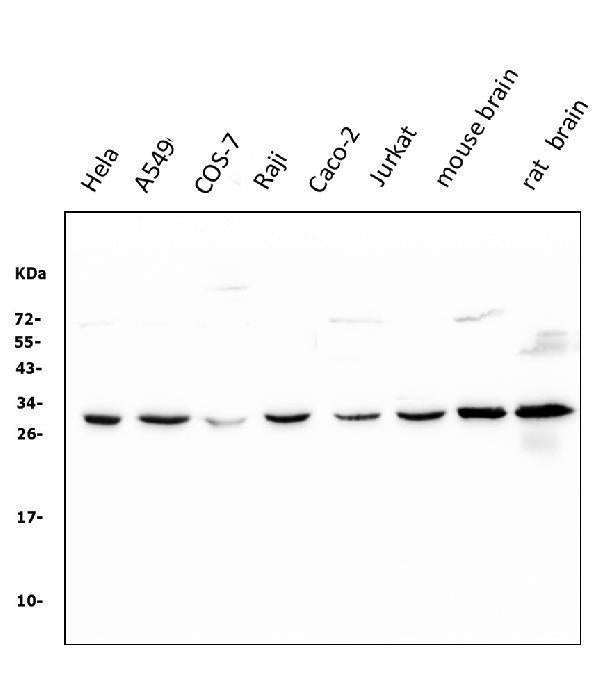 Anti-14-3-3 zeta/delta/YWHAZ Antibody Picoband® (monoclonal, 6H7 Boster Bio