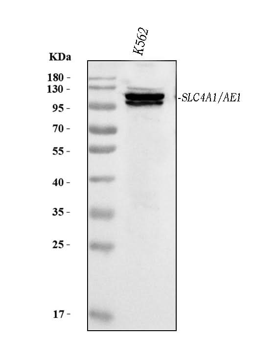 Anti-SLC4A1/CD233/Band 3 Antibody Picoband® (monoclonal, 5G2G7 Boster Bio