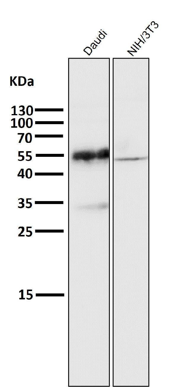 Anti-CD27 Rabbit Monoclonal Antibody Boster Bio