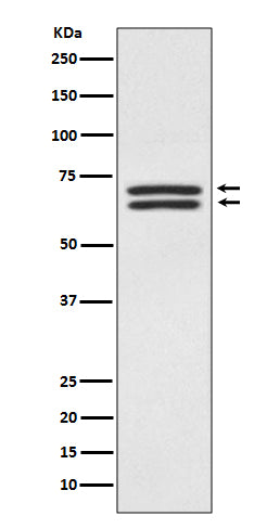 Anti-PDPK1/Pdk 1 Rabbit Monoclonal Antibody Boster Bio