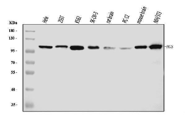 Anti-HGS Antibody Picoband® (monoclonal, 6C2E1 Boster Bio