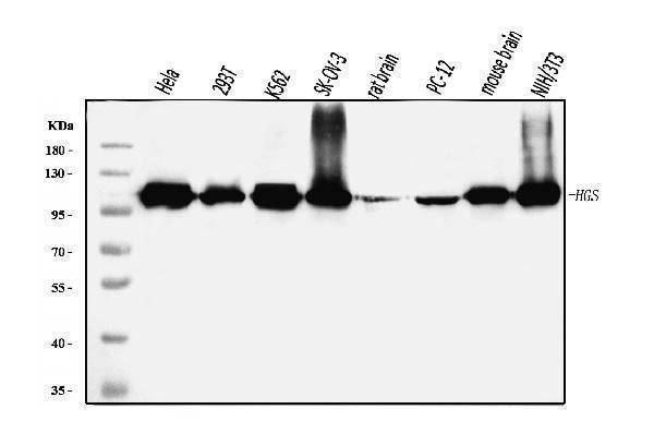 Anti-HGS Antibody Picoband® (monoclonal, 4B7E2 Boster Bio