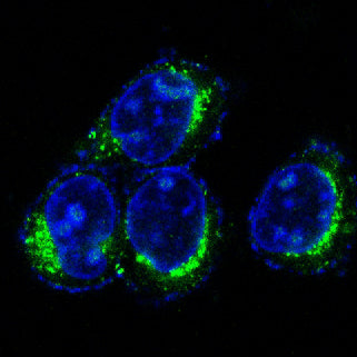 Anti-CD9 Rabbit Monoclonal Antibody Boster Bio