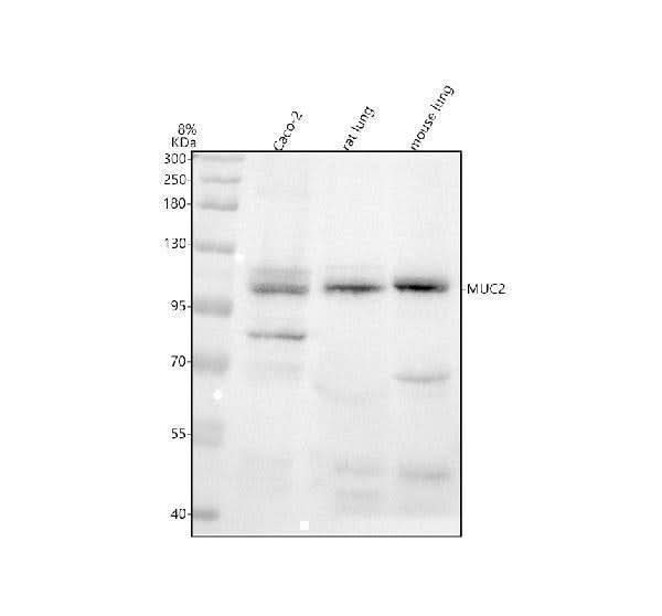 Anti-MUC2 Rabbit Monoclonal Antibody Boster Bio