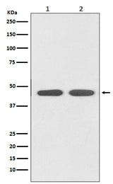 Anti-AGTR1 Rabbit Monoclonal Antibody Boster Bio