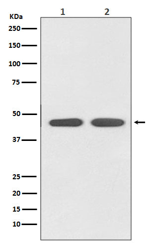 Anti-AGTR1 Rabbit Monoclonal Antibody Boster Bio