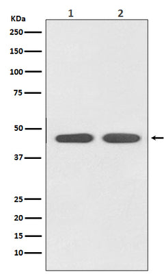 Anti-AGTR1 Rabbit Monoclonal Antibody Boster Bio