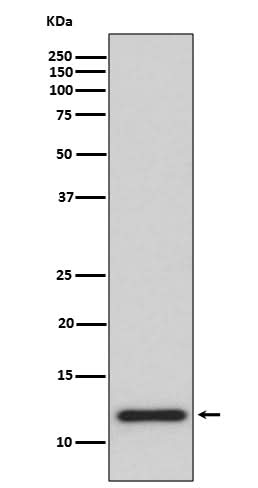 Anti-TRX1 TXN Rabbit Monoclonal Antibody Boster Bio