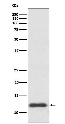 Anti-TRX1 TXN Rabbit Monoclonal Antibody Boster Bio