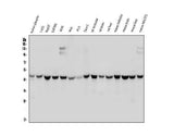Anti-WWOX Antibody Picoband® (monoclonal, 3D10 Boster Bio