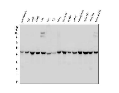 Anti-WWOX Antibody Picoband® (monoclonal, 3D10 Boster Bio