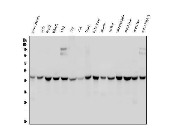 Anti-WWOX Antibody Picoband® (monoclonal, 3D10 Boster Bio