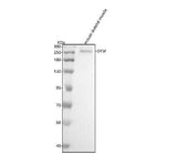 Anti-Dysferlin Rabbit Monoclonal Antibody Boster Bio