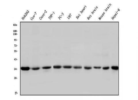 Anti-STUB1 Antibody Picoband® (monoclonal, 13I8 Boster Bio