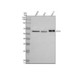 Anti-Occludin OCLN Rabbit Monoclonal Antibody Boster Bio