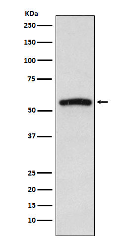 Anti-IRAK4 Monoclonal Antibody Boster Bio