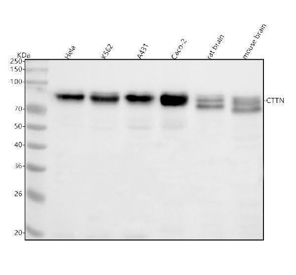 Anti-Cortactin CTTN Rabbit Monoclonal Antibody Boster Bio