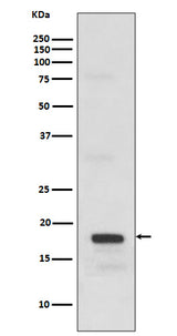Anti-SCF Rabbit Monoclonal Antibody Boster Bio