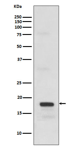 Anti-SCF Rabbit Monoclonal Antibody Boster Bio