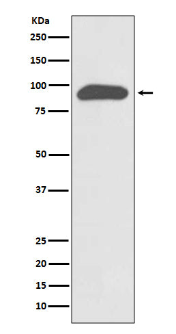 Anti-Chromogranin A CHGA Rabbit Monoclonal Antibody Boster Bio