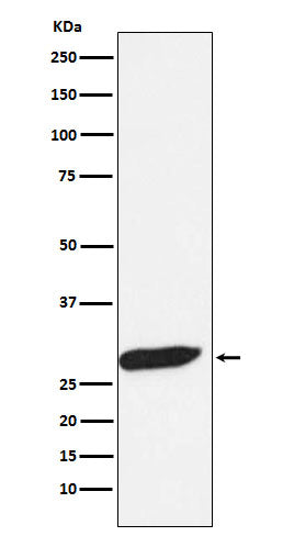 Anti-FHL1 Monoclonal Antibody Boster Bio