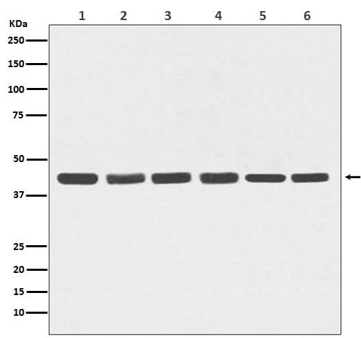 Anti-beta Actin Mouse Monoclonal Antibody Boster Bio