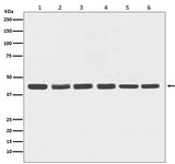 Anti-beta Actin Mouse Monoclonal Antibody Boster Bio