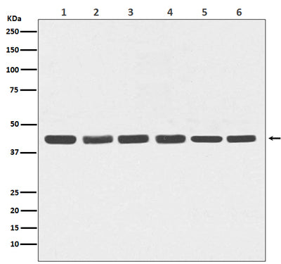 Anti-beta Actin Mouse Monoclonal Antibody Boster Bio