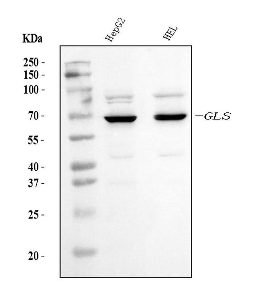 Anti-Glutaminase/GLS Antibody Picoband® (monoclonal, 3G13 Boster Bio