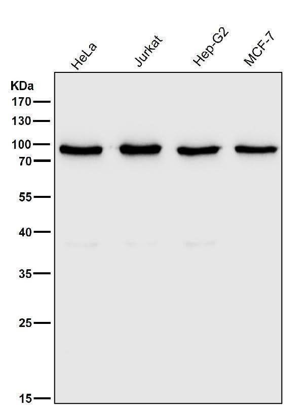 Anti-Ku80 XRCC5 Rabbit Monoclonal Antibody Boster Bio