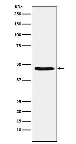 Anti-Dopamine Receptor D3 Rabbit Monoclonal Antibody Boster Bio