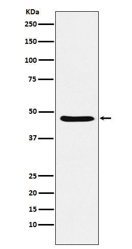 Anti-Dopamine Receptor D3 Rabbit Monoclonal Antibody Boster Bio