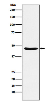 Anti-Dopamine Receptor D3 Rabbit Monoclonal Antibody Boster Bio