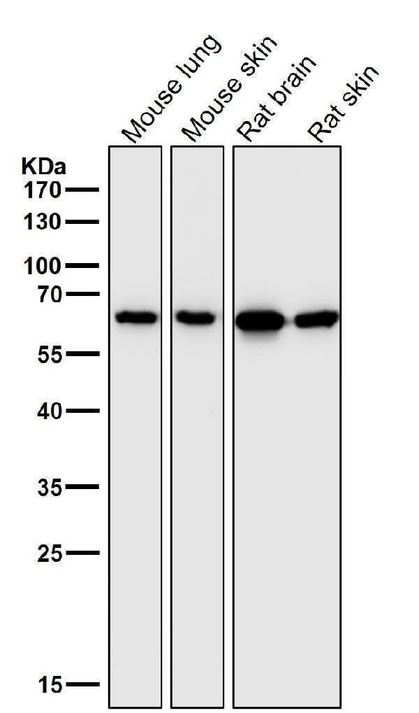Anti-Hsp60 HSPD1 Rabbit Monoclonal Antibody Boster Bio