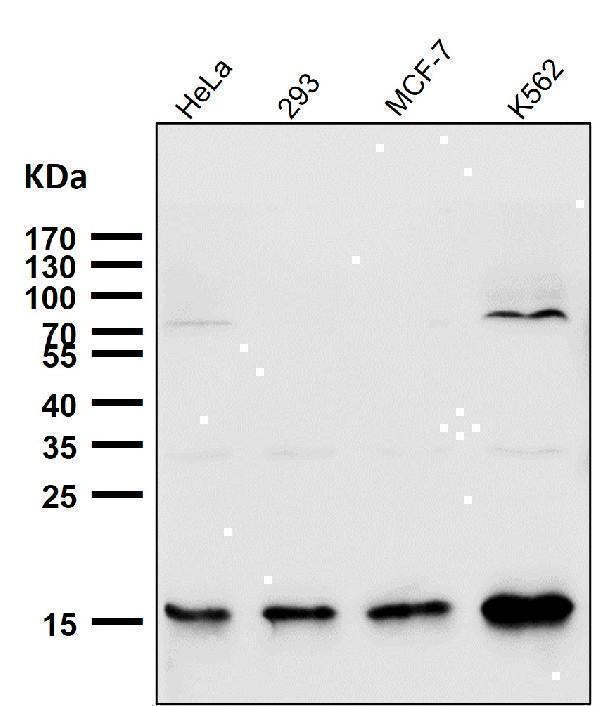 Anti-Sumo2/3 Rabbit Monoclonal Antibody Boster Bio
