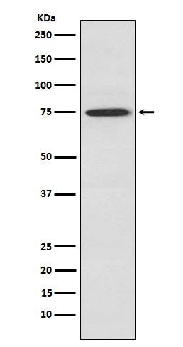Anti-PKC theta Rabbit Monoclonal Antibody Boster Bio