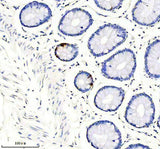 Anti-Somatostatin 28 Rabbit Monoclonal Antibody Boster Bio