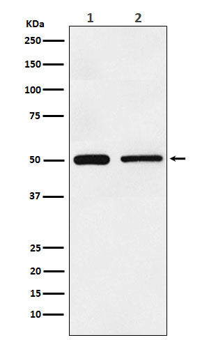 Anti-TIM1 HAVCR1 Monoclonal Antibody Boster Bio