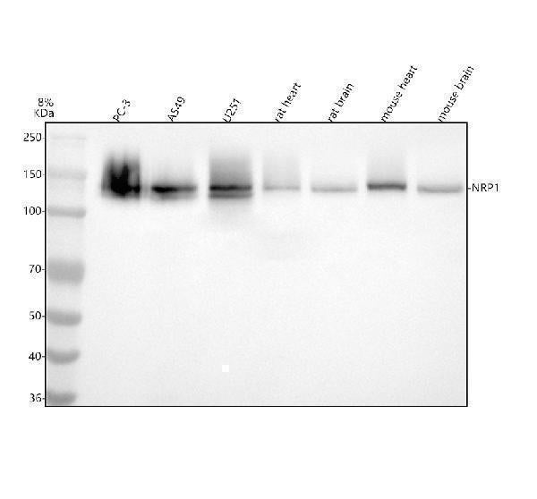 Anti-Neuropilin 1 NRP1 Rabbit Monoclonal Antibody Boster Bio